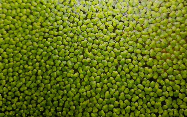 Premium Duckweed (Lemna minor)