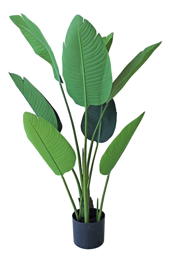 PLANTA ESTERLICIA SINDER 120 CM 6705332