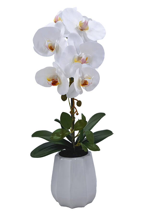 PLANTA PHALENOPSIS C/MACETA CERAMICA SINDER 54 CM 6706284