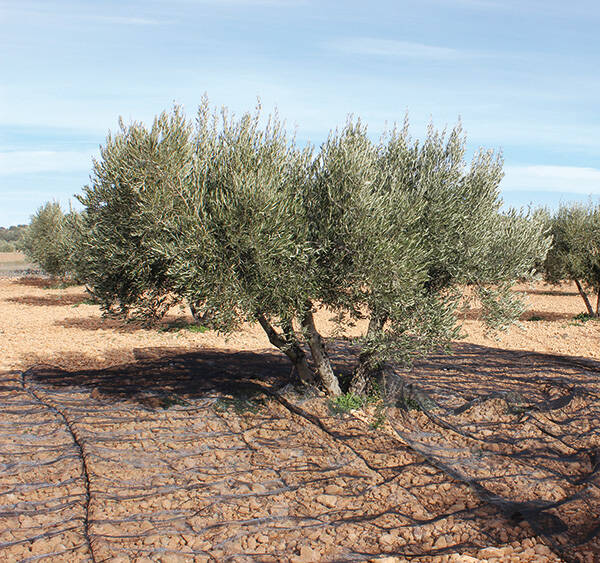 MANTA RECOGER OLIVA/ALMENDRA NEGRO PROFER GREEN 4X8 M PG1004