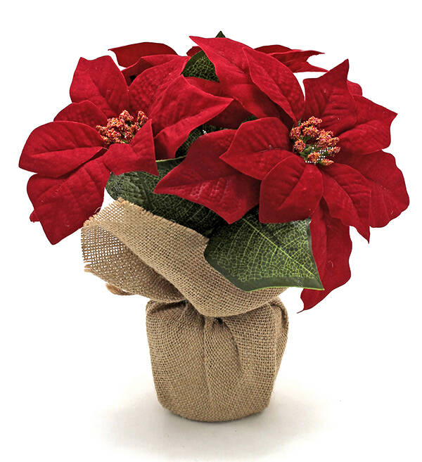 MACETA POINSETIA C/SACO SINDER 26 CM 6613117