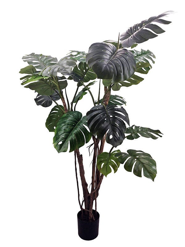 PLANTA MONSTERA SINDER 190 CM 6702398