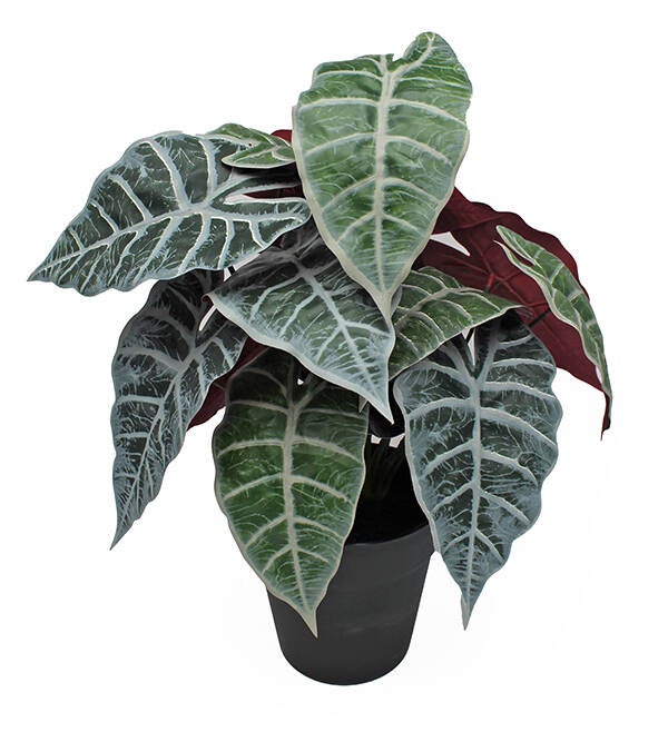 MACETA ALOCASIA SINDER 33X45 6705328