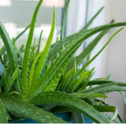 ​Aloe vera