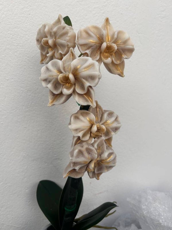 Grande orchidée
