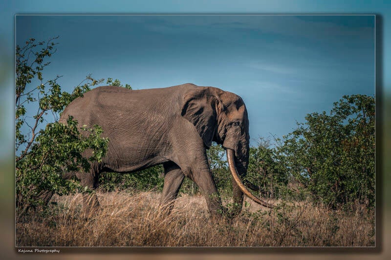 Olifant met megagrote slagtanden