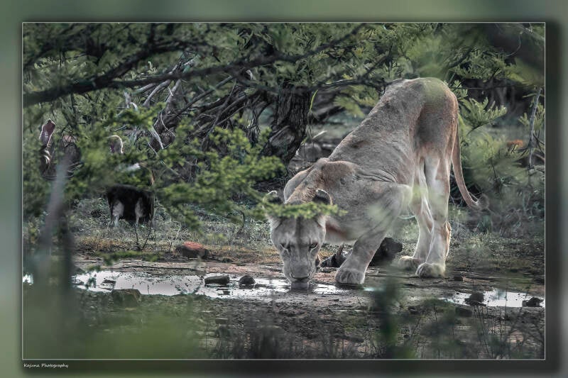 Drinkende leeuw, nog nooit gezien.