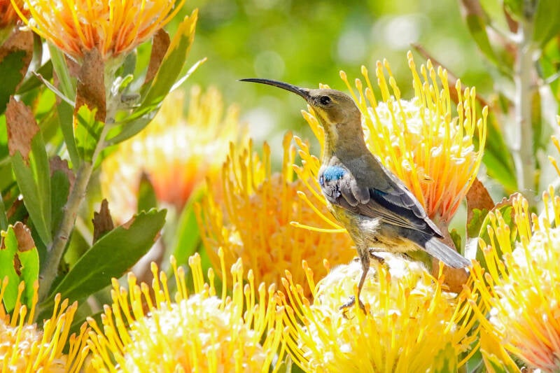 Zo genoten van alle sunbirds