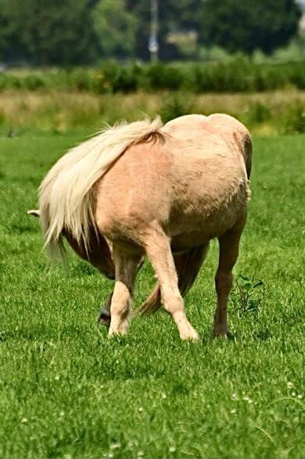 ponydagen herfstvakantie