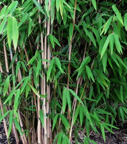 Valentijnstoernooi 2019