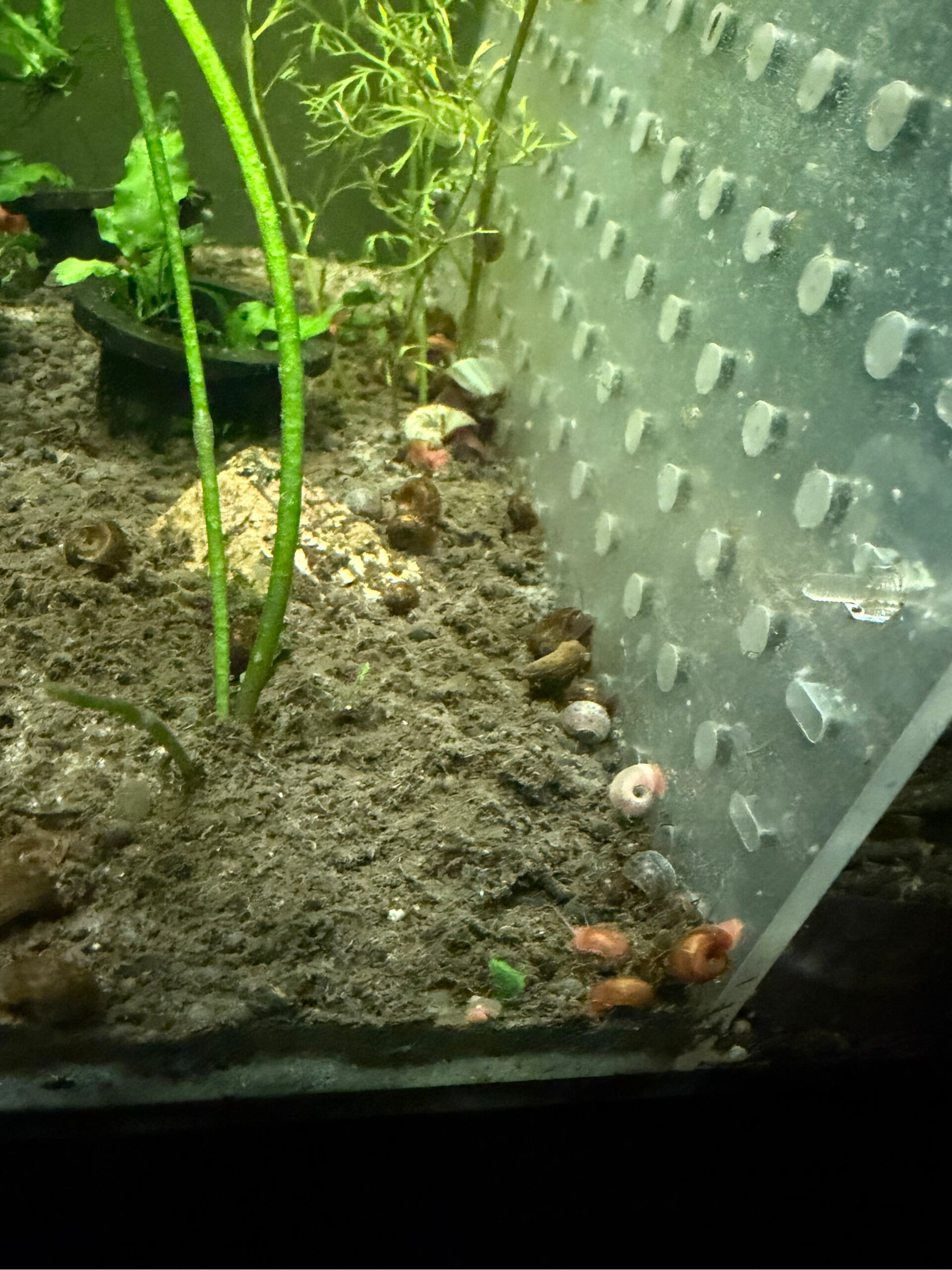 Ramhorn snails