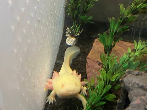 Albino
