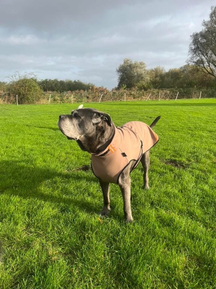 Softshell regenjas  XL: 78 -85 cm