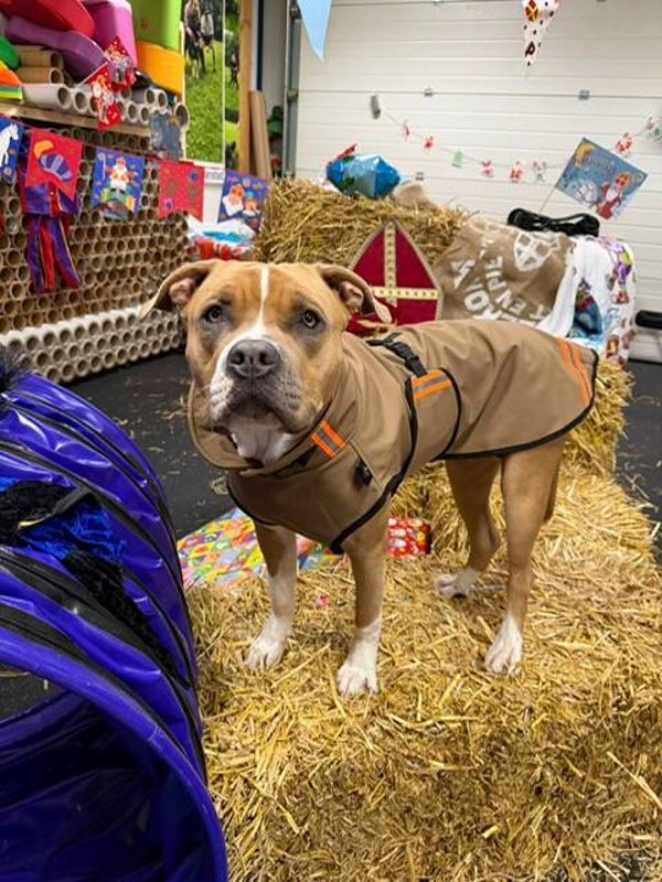 Softshell regenjas   S :  57 - 66 cm