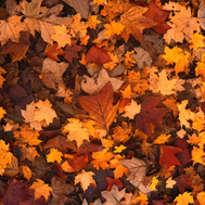 Automne