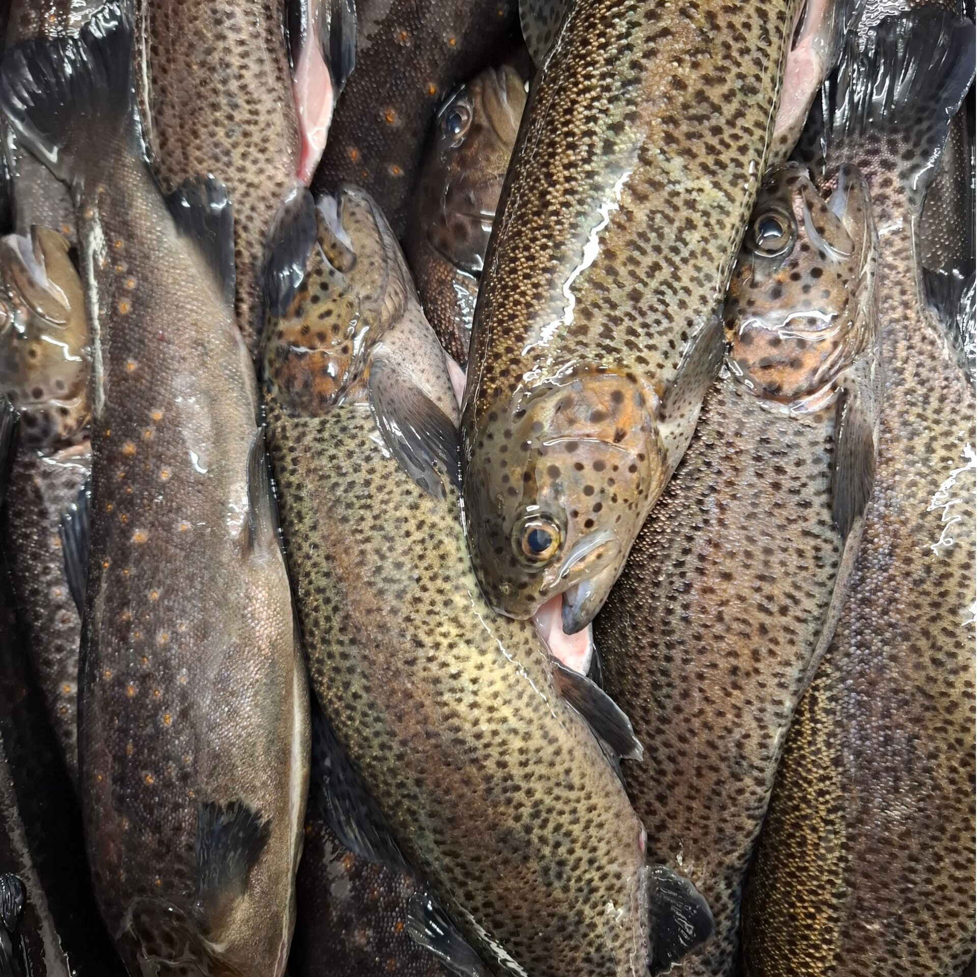 Forelle küchenfertig pro kg ab