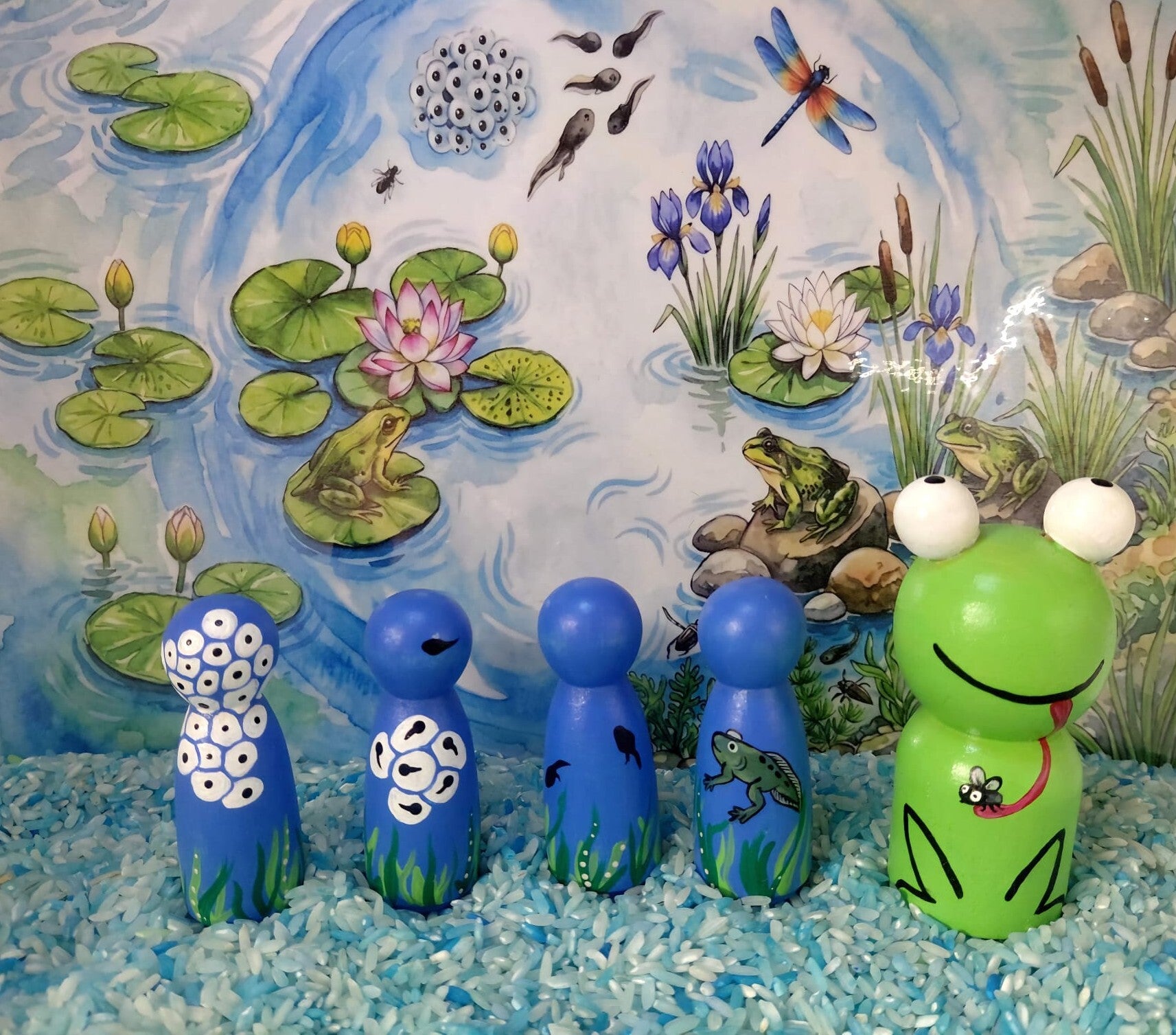 Levenscyclus van de kikker 5 houten pegdolls