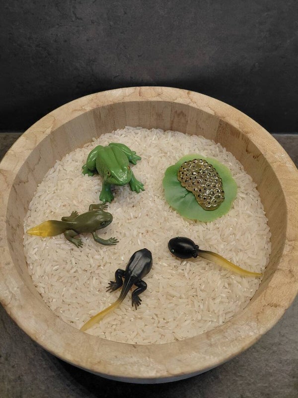 Levenscyclus van de kikker