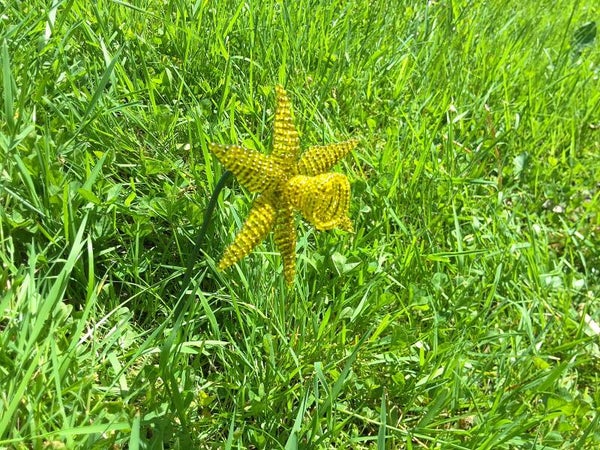 Daffodil