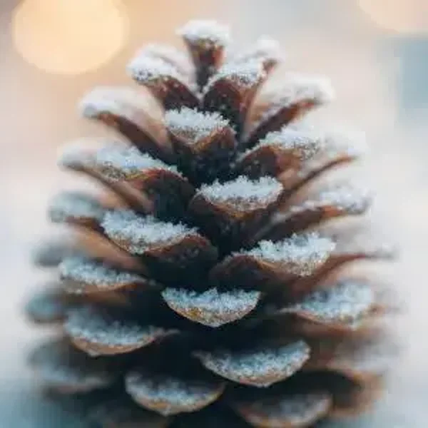 Tuinposter Snowy Pinecone