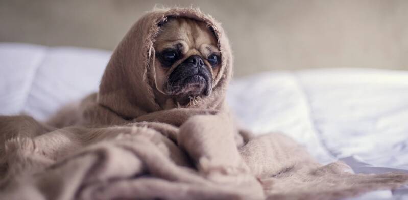 Depressie bij honden: Symptomen, Oorzaken & Behandelingen