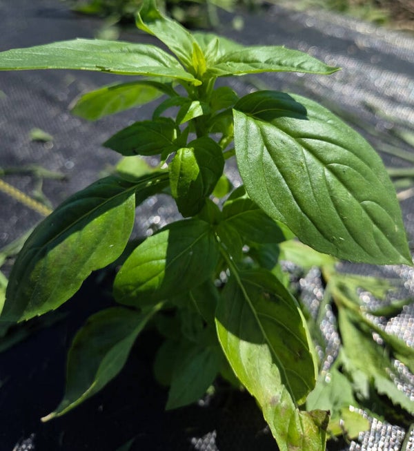 Fresh Herbs: Basil and Cilantro