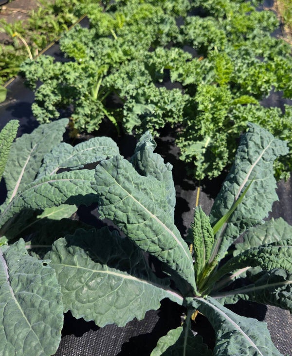 Curly and Smooth Kale