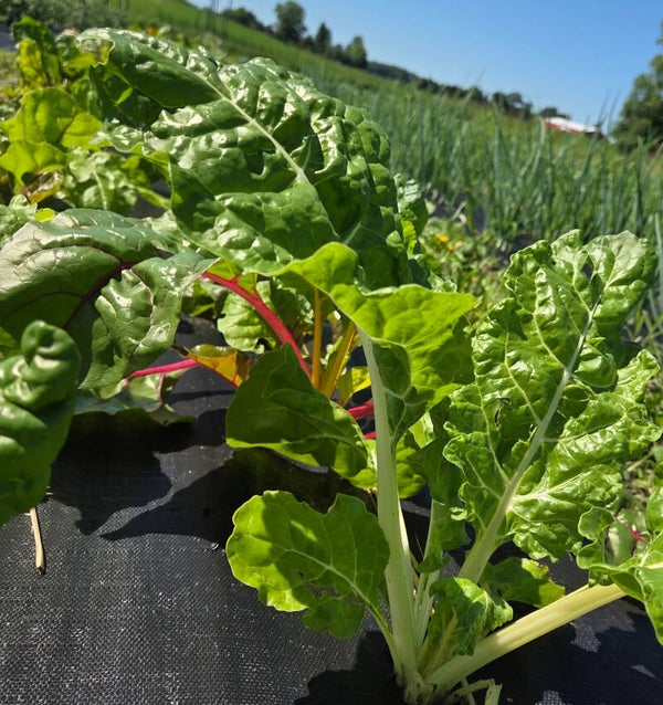 Rainbow Chard