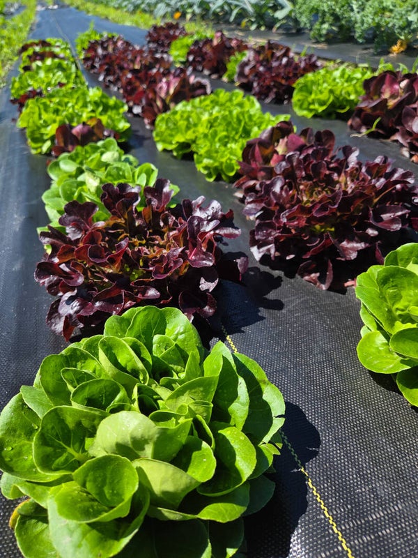 Spring Lettuce Mix