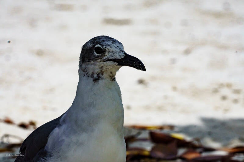 bonaire_2024-111-standard.jpg