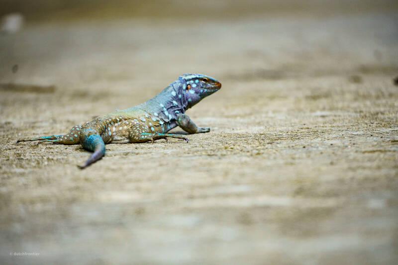 bonaire_2024-14-standard.jpg