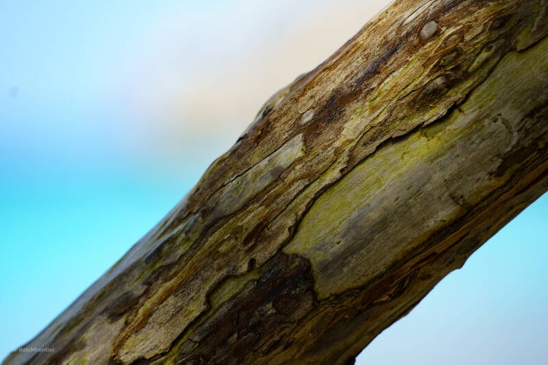 bonaire_2024-140-standard.jpg