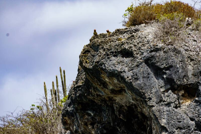 bonaire_2024-144-standard.jpg