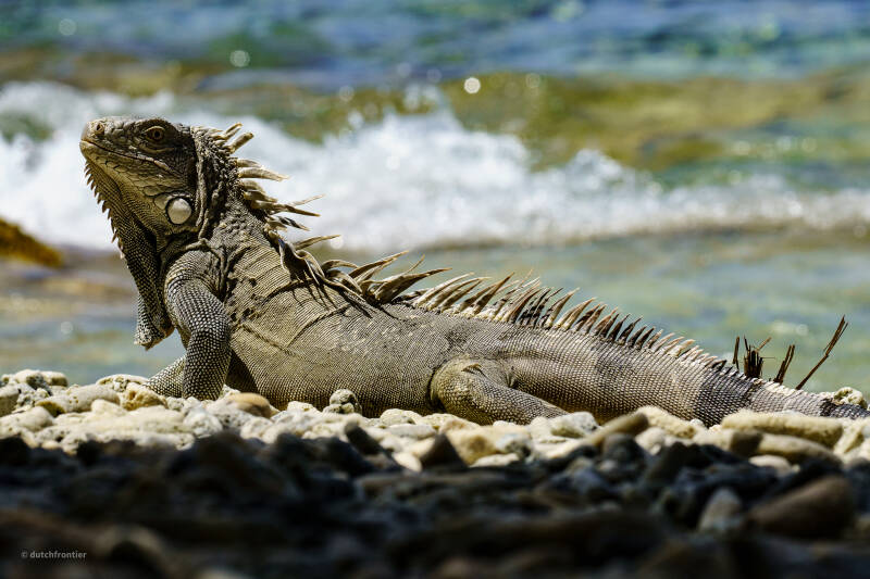 bonaire_2024-156-standard.jpg