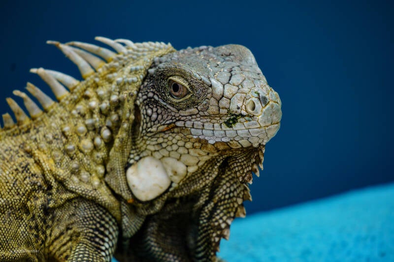 bonaire_2024-186-standard.jpg