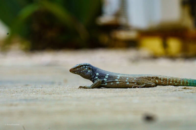 bonaire_2024-197-standard.jpg