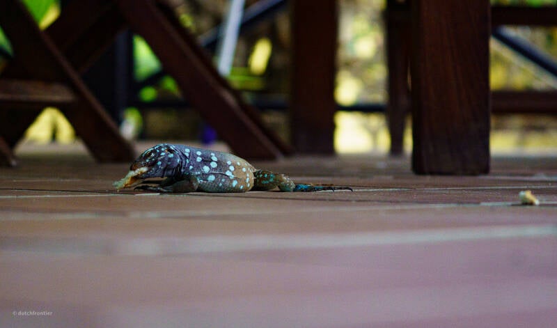 bonaire_2024-205-standard.jpg