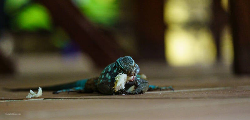 bonaire_2024-206-standard.jpg