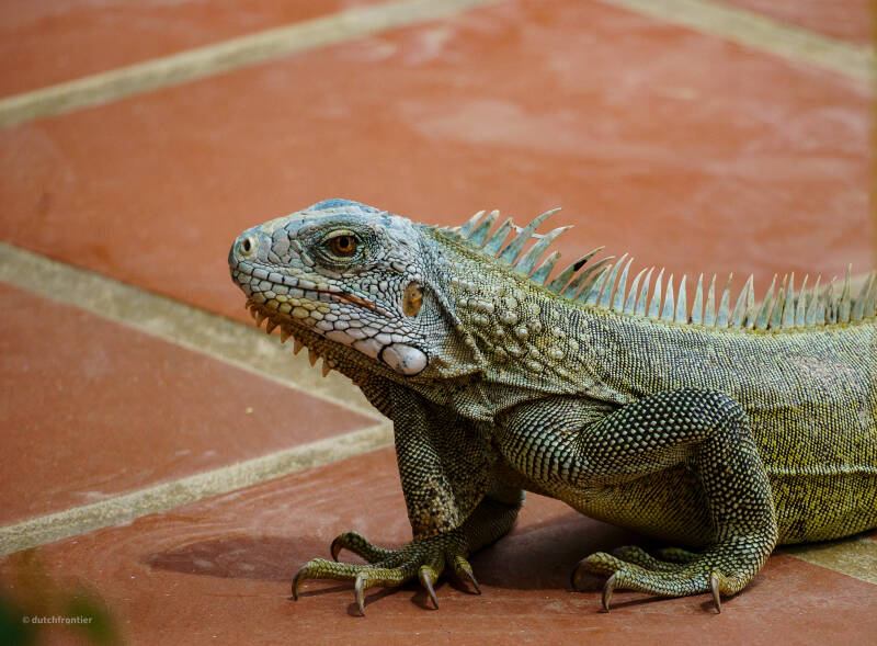 bonaire_2024-28-standard-g3hkht.jpg