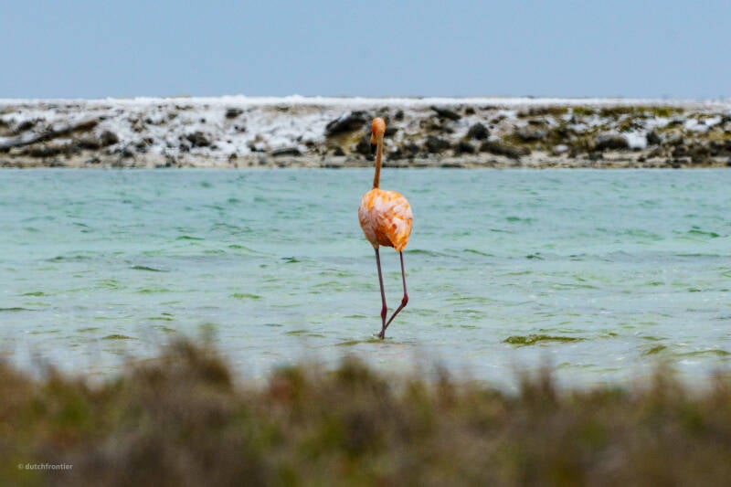 bonaire_2024-284-standard.jpg