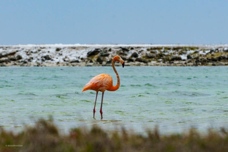 bonaire_2024-285-standard.jpg