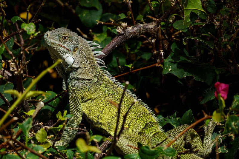 bonaire_2024-31-standard-q666lt.jpg