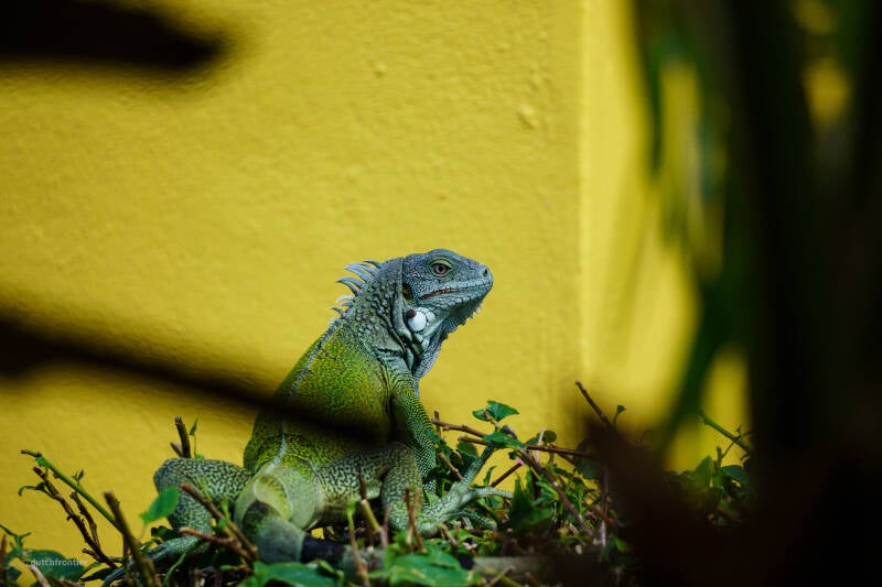 bonaire_2024-33-standard.jpg