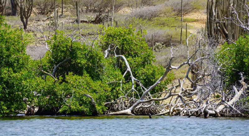 bonaire_2024-334-standard.jpg