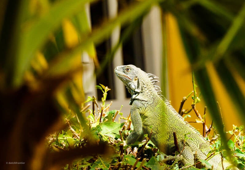 bonaire_2024-35-standard.jpg