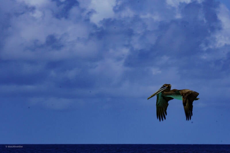 bonaire_2024-60-standard.jpg