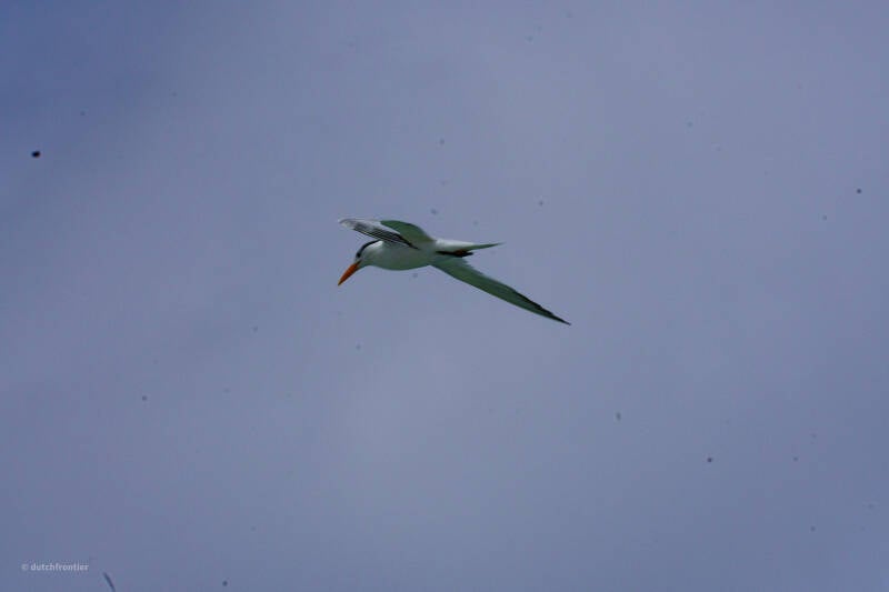 bonaire_2024-63-standard.jpg