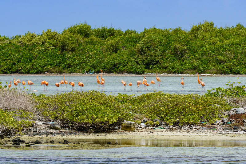 bonaire_2024-72-standard.jpg