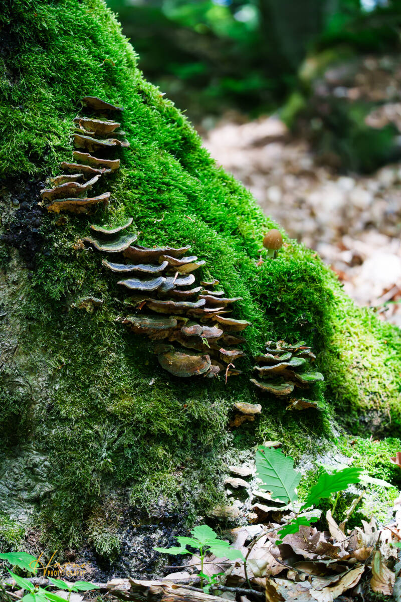 untitled-17-standard-yw60zw.jpg