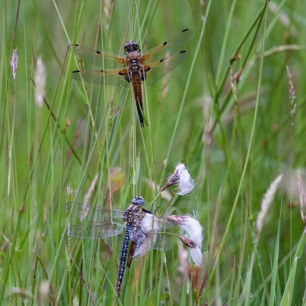 Dragonfly #2